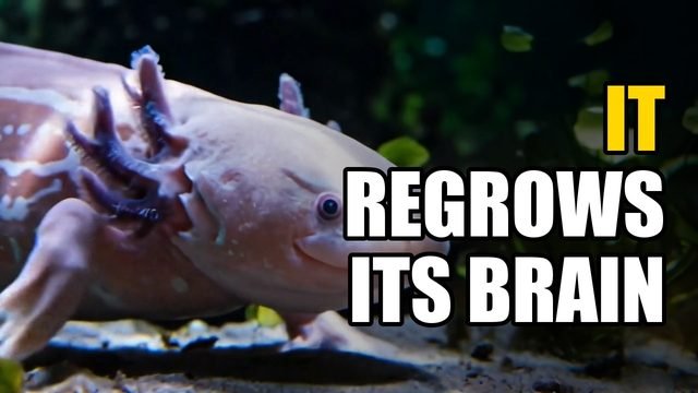 The Axolotl: It Regrows Its Brain, Conquered Japan… and Is Vanishing