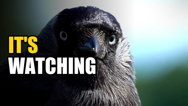 This Bird Remembers Your Face… and Warns the Others