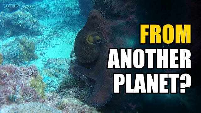 Did the Octopus Come From Space? What Science Found